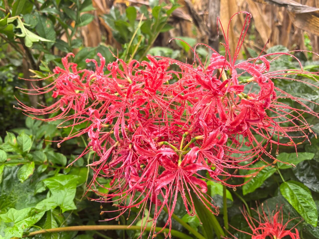 111760142558205603.jpg 6ce2853f-d5bc-4f4b-b9df-8319d09ac449.jpg